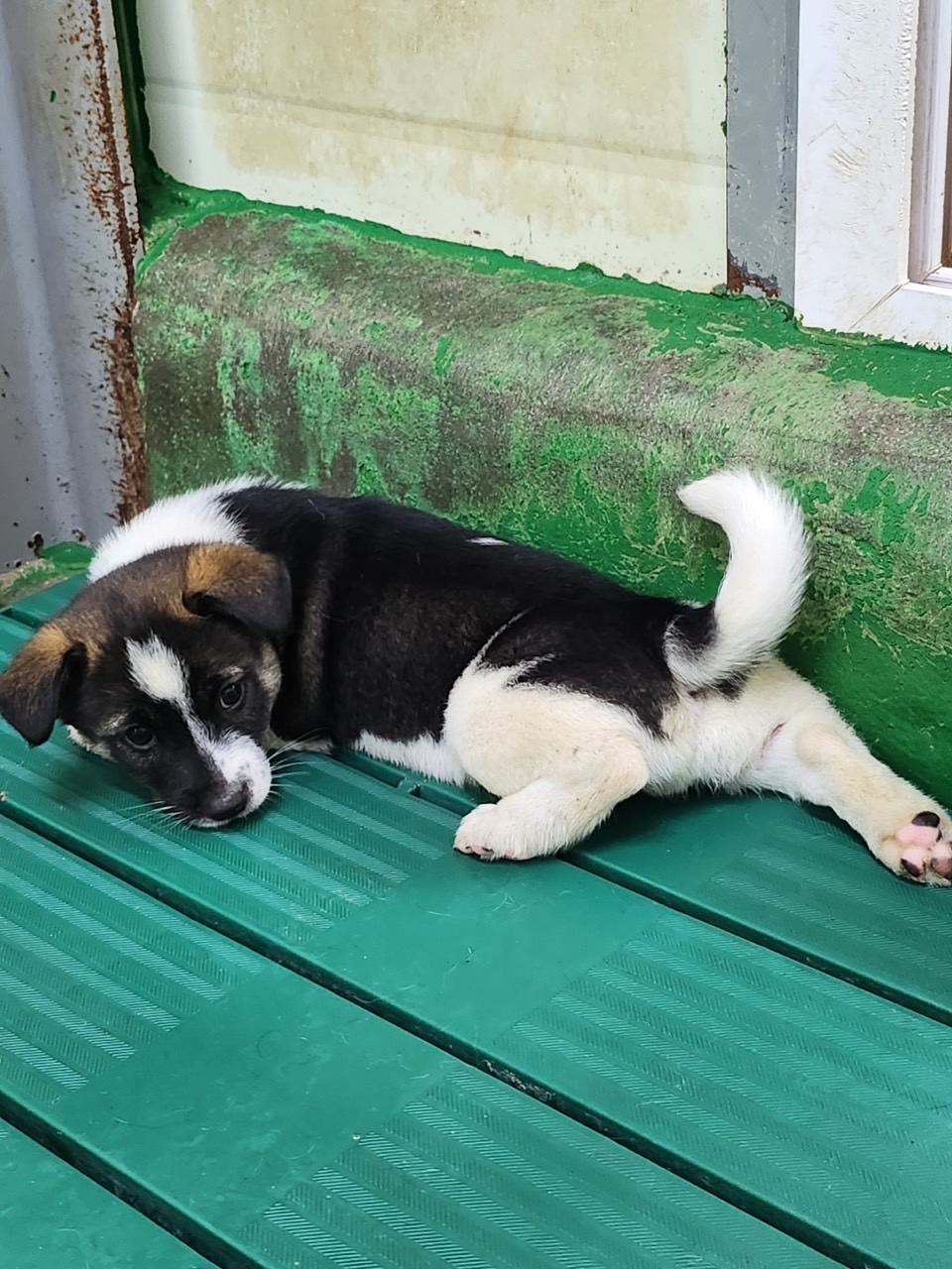 영주시 동물보호센터_447509202300139